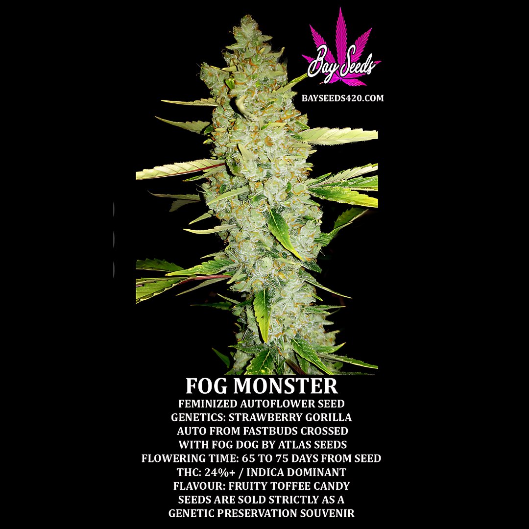 Fog Monster Autofem