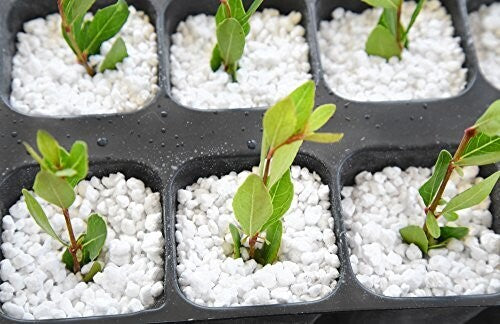 Perlite