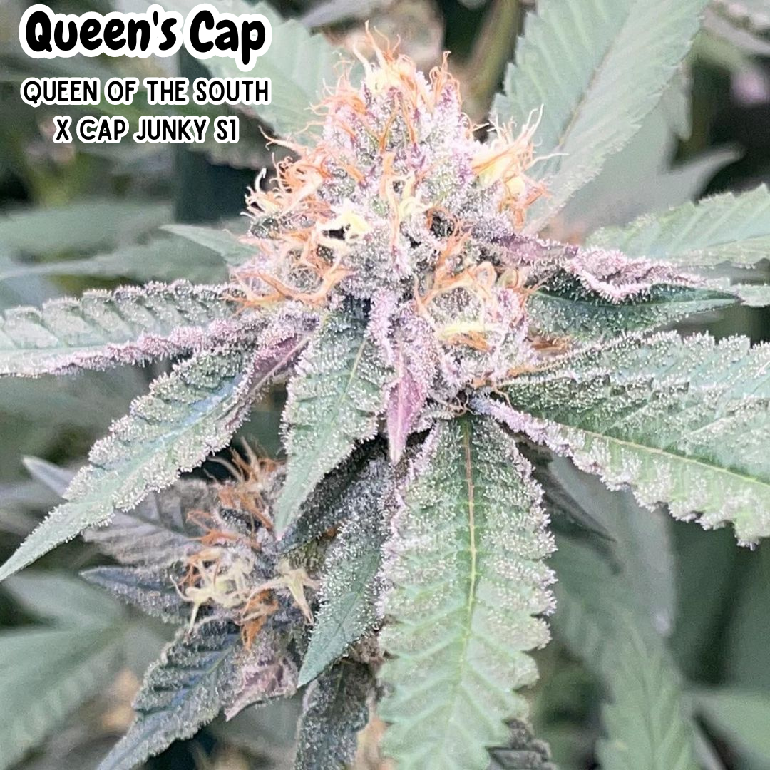 Queens Cap (THC TRIBE) - 3 SEEDS