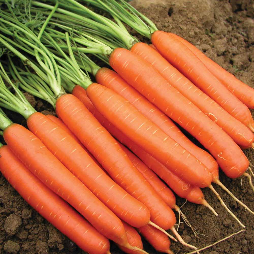 Carrot Nantes (400 seeds)