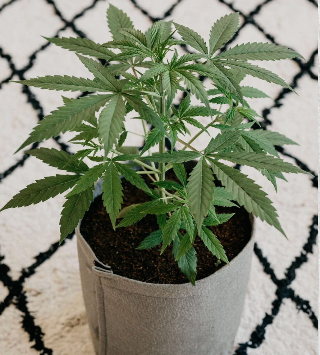 2lt Fabric Pot with Velcro - 1 Pot