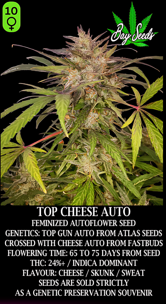 Top Cheese Autofem