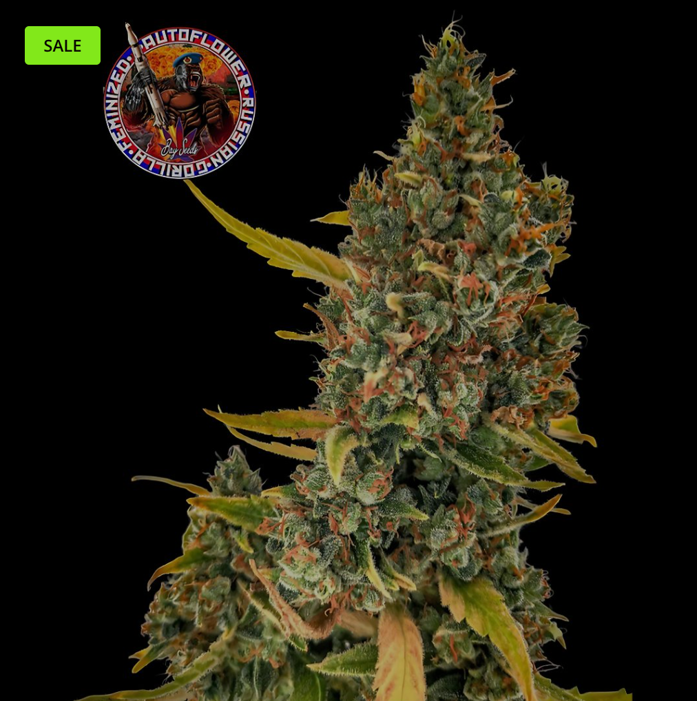 Russian Gorilla - Autofem