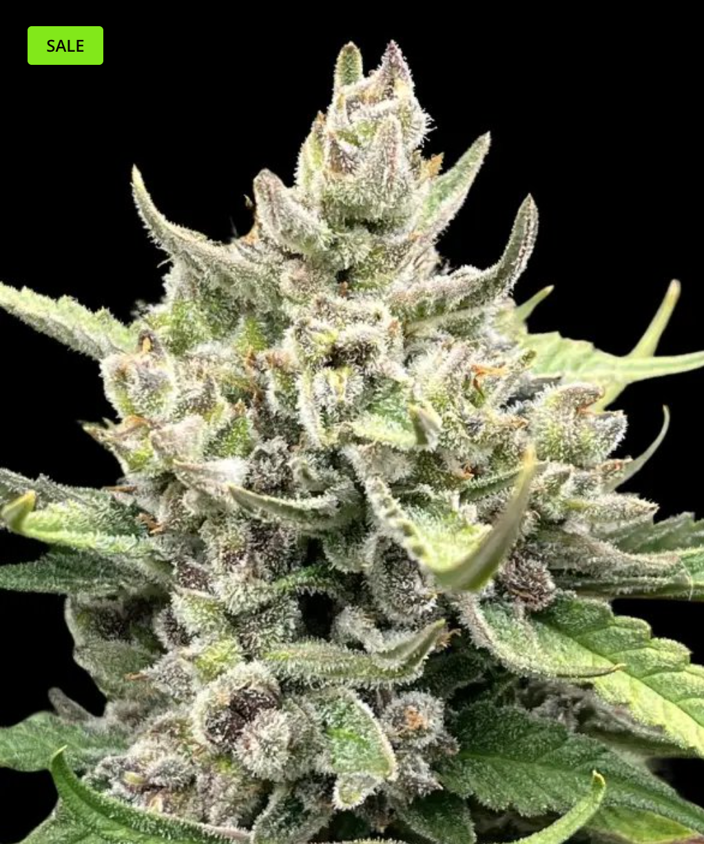 Frosty! *New*