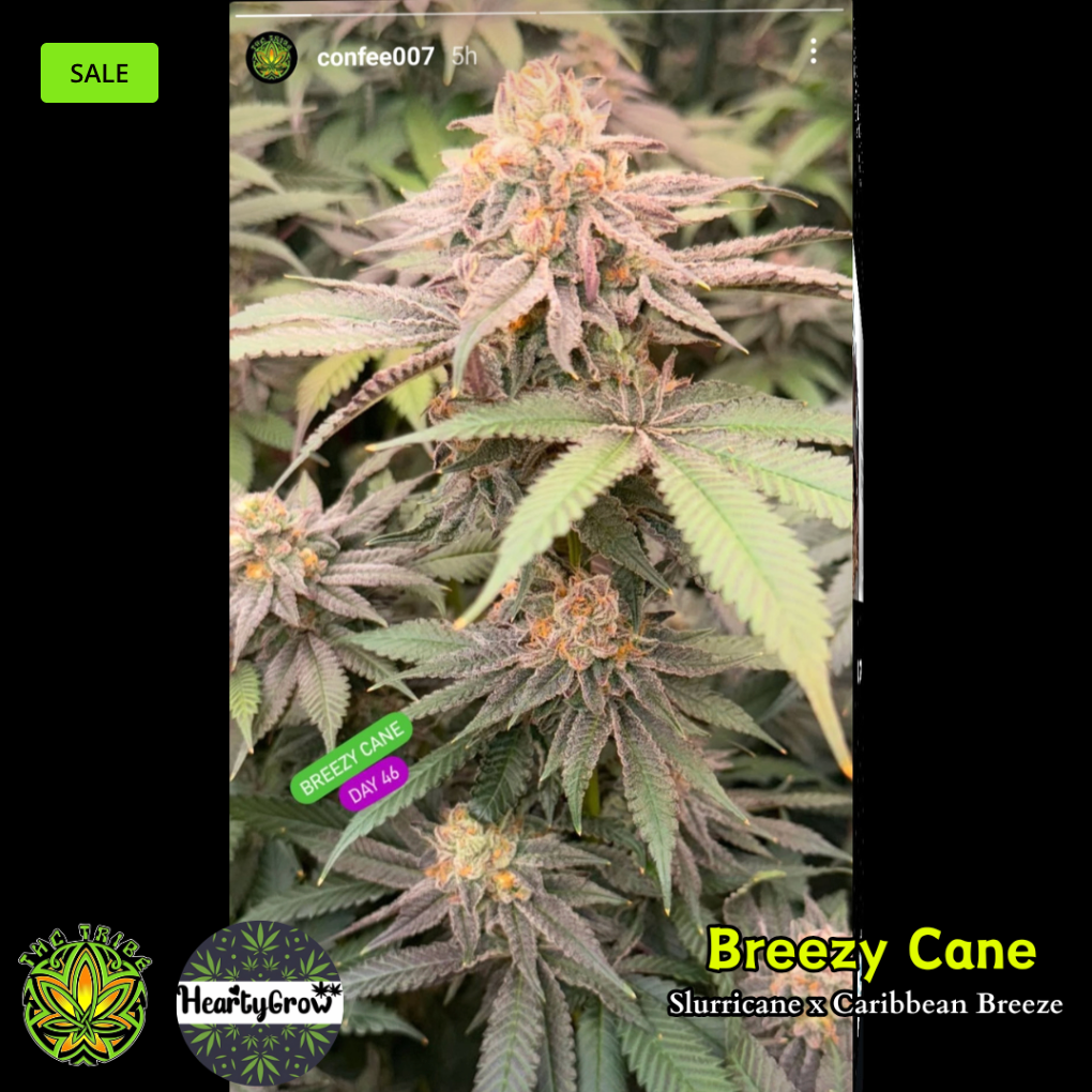 Breezy Cane (THC Tribe) *New*
