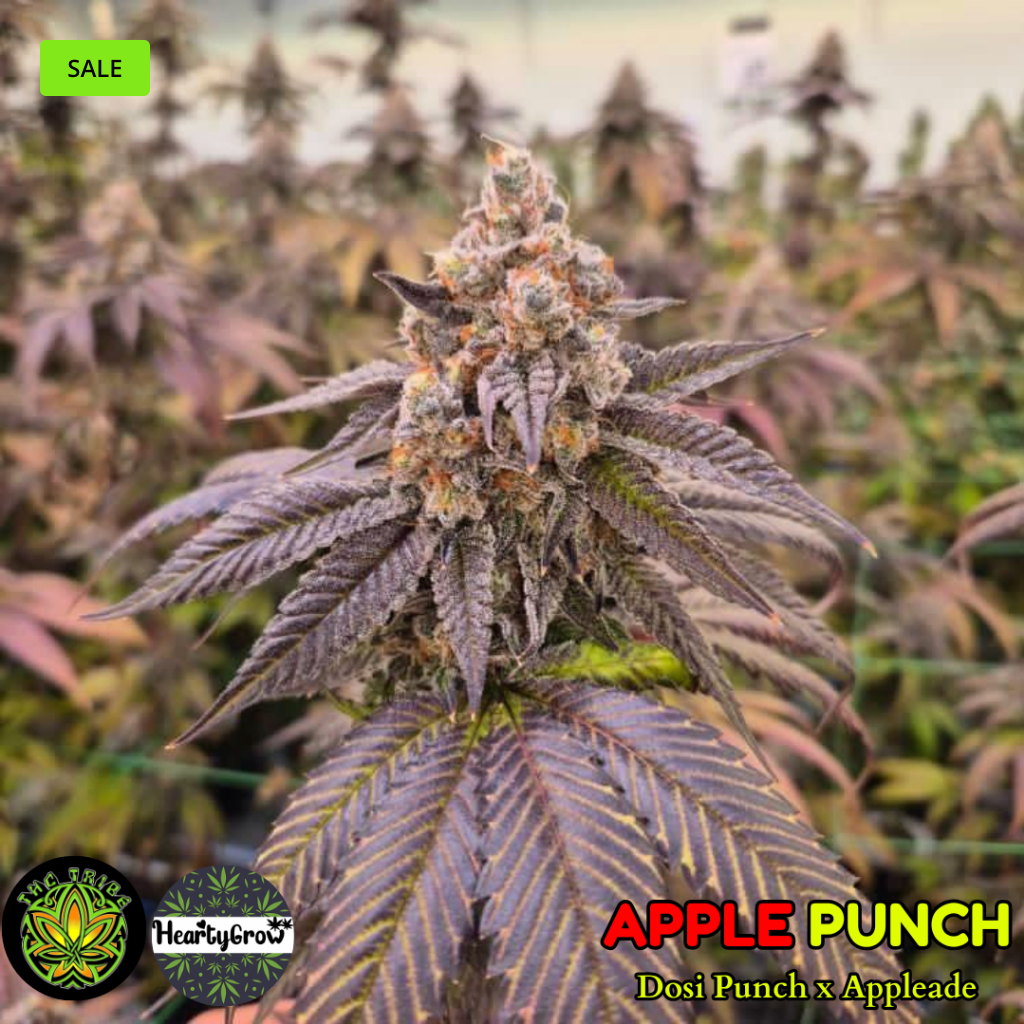 Apple Punch (THC Tribe) *New*