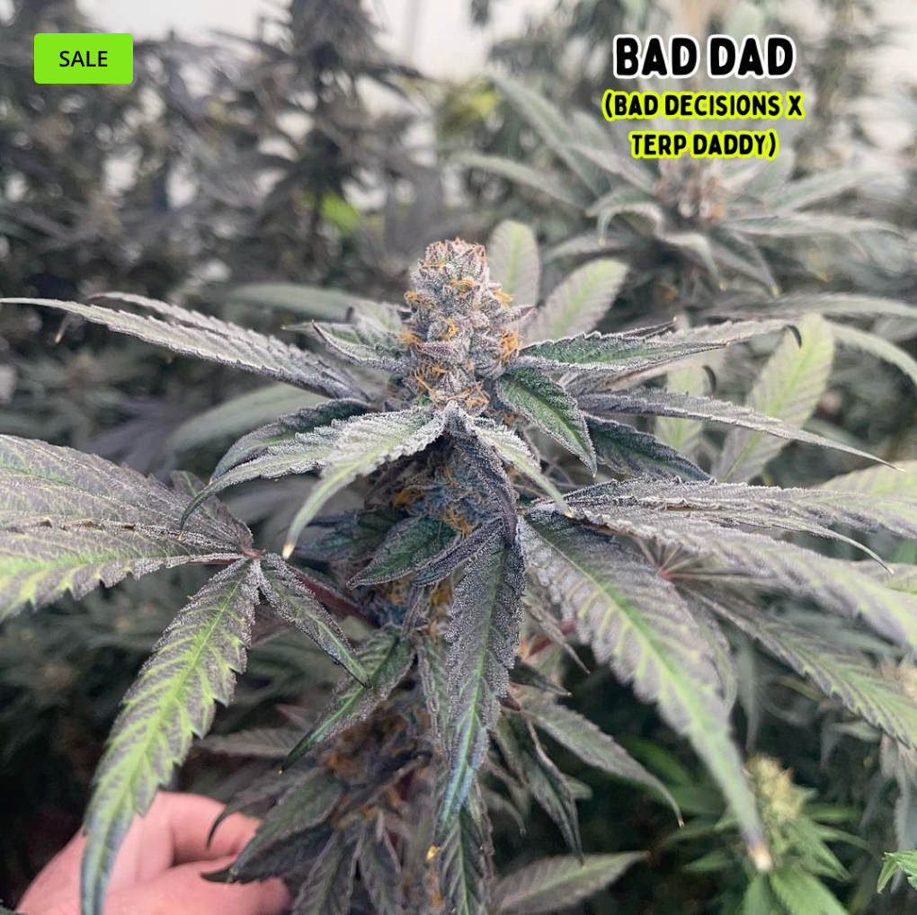Bad Dad (THC TRIBE)