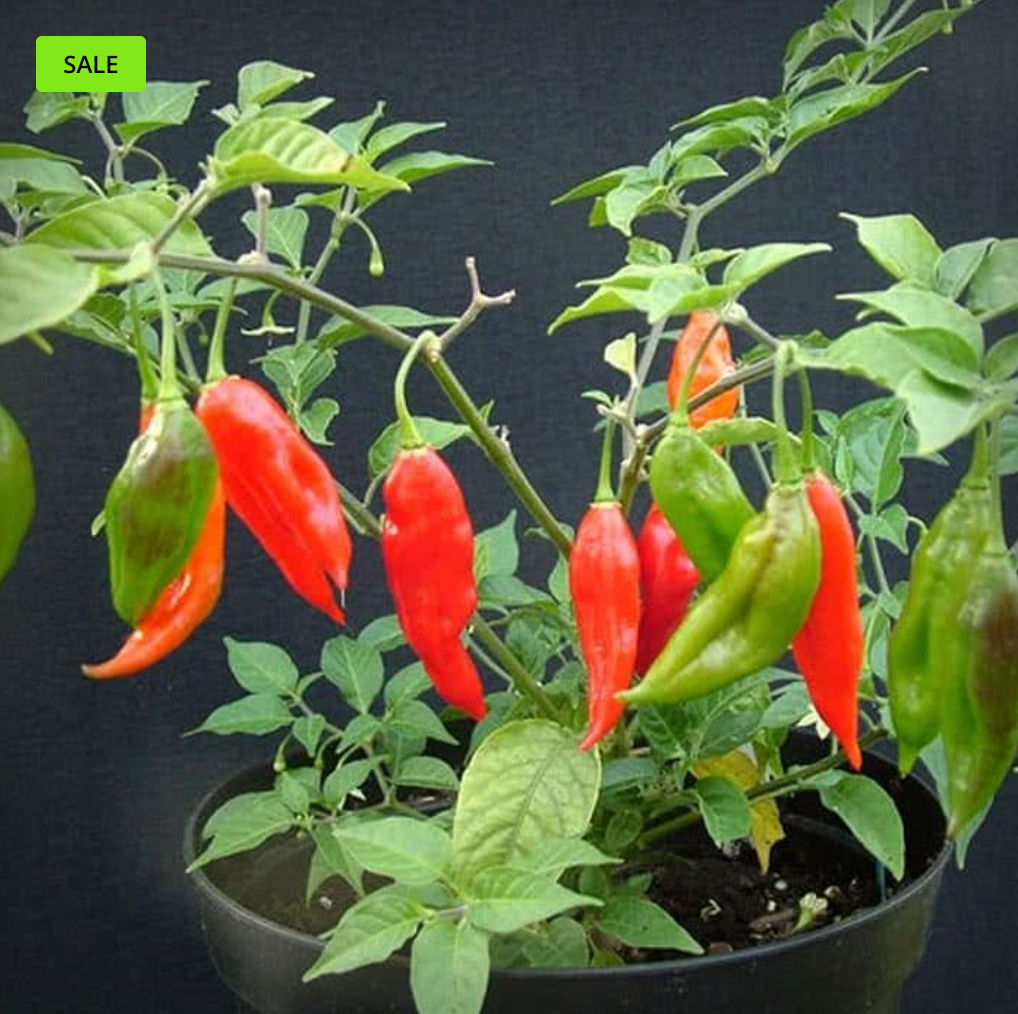 Paper Lantern Pepper
