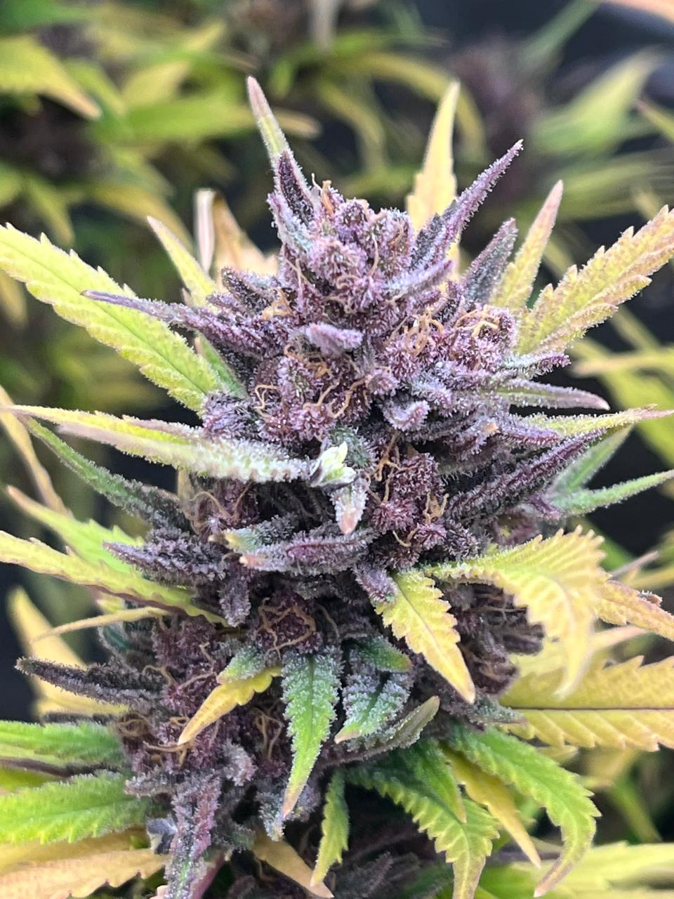 Zombie Kush Cake F1 *NEW* - 3 Seeds