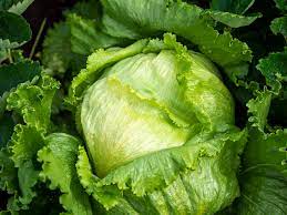 Lettuce Great Lakes (300 Seeds)
