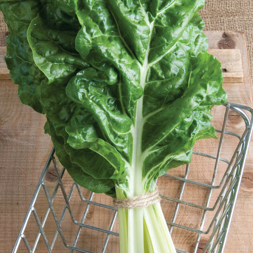 Spinach Fordhook (150 Seeds)