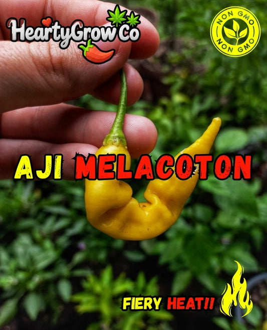 Aji Melacoton