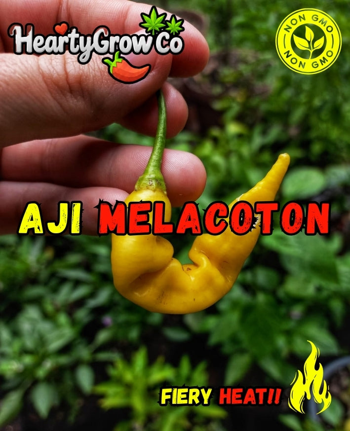 Premium Chilli Seed Combo|5 Varieties|60 Seeds