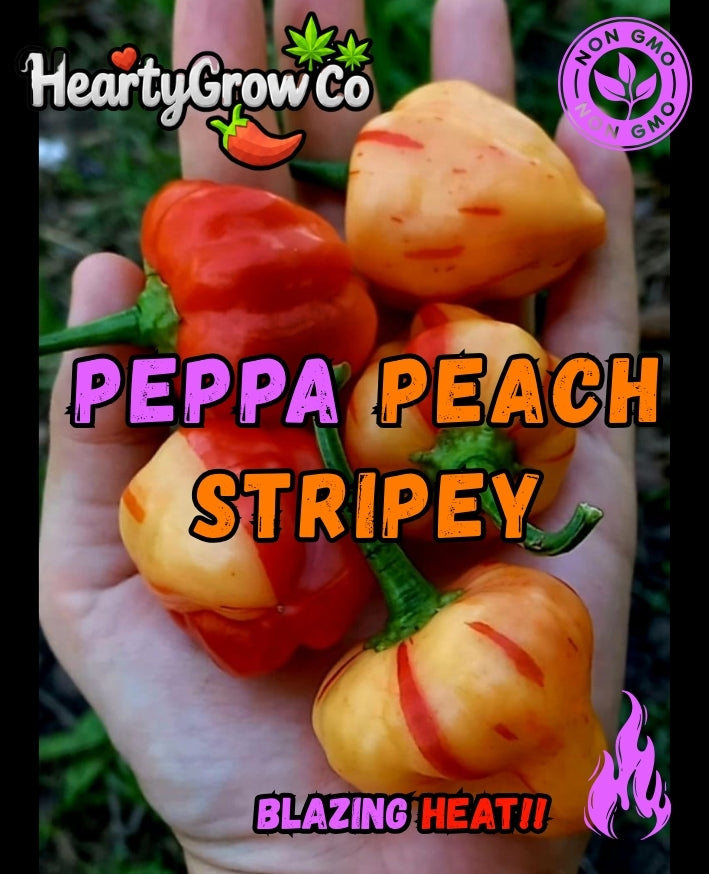 Premium Chilli Seed Combo|5 Varieties|60 Seeds