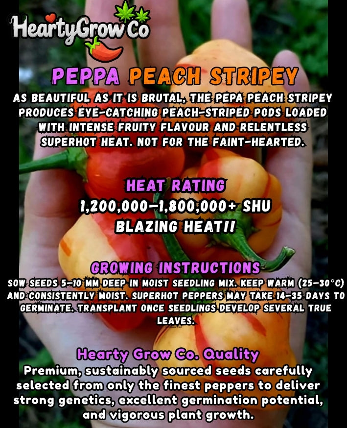 Premium Chilli Seed Combo|5 Varieties|60 Seeds