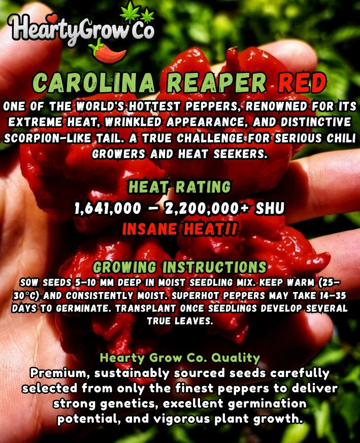 Premium Chilli Seed Combo|5 Varieties|60 Seeds
