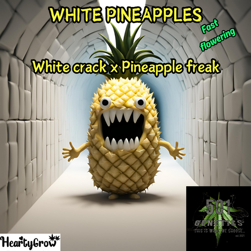 White Pineapple - [Photo-period fem]