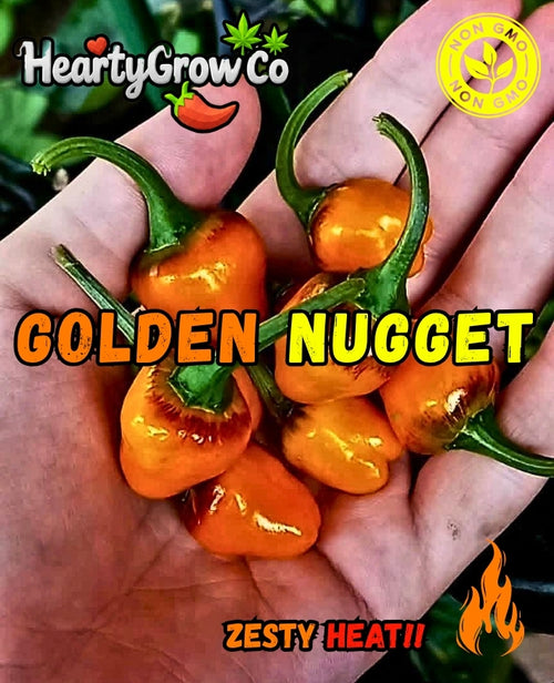 Premium Chilli Seed Combo|5 Varieties|60 Seeds