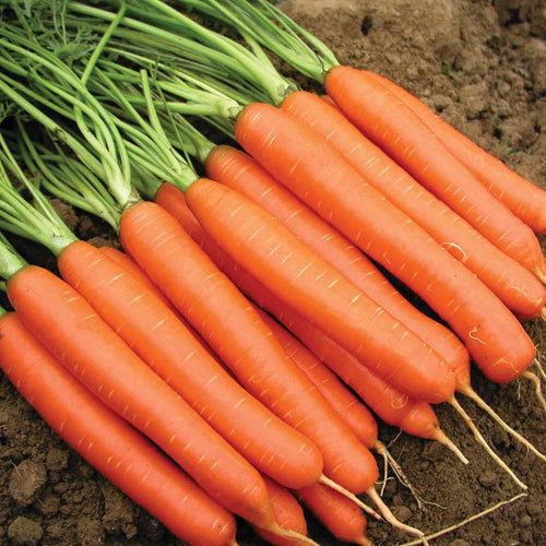 Carrot Nantes (400 seeds)