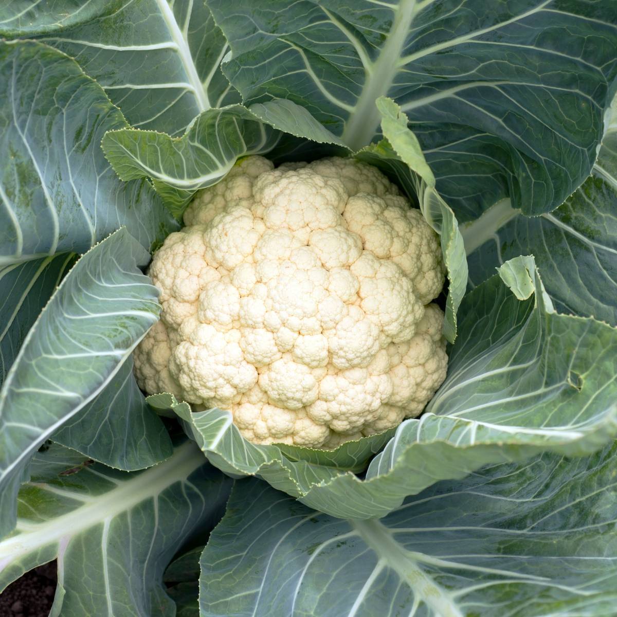 Cauliflower Snowball (100 Seeds)