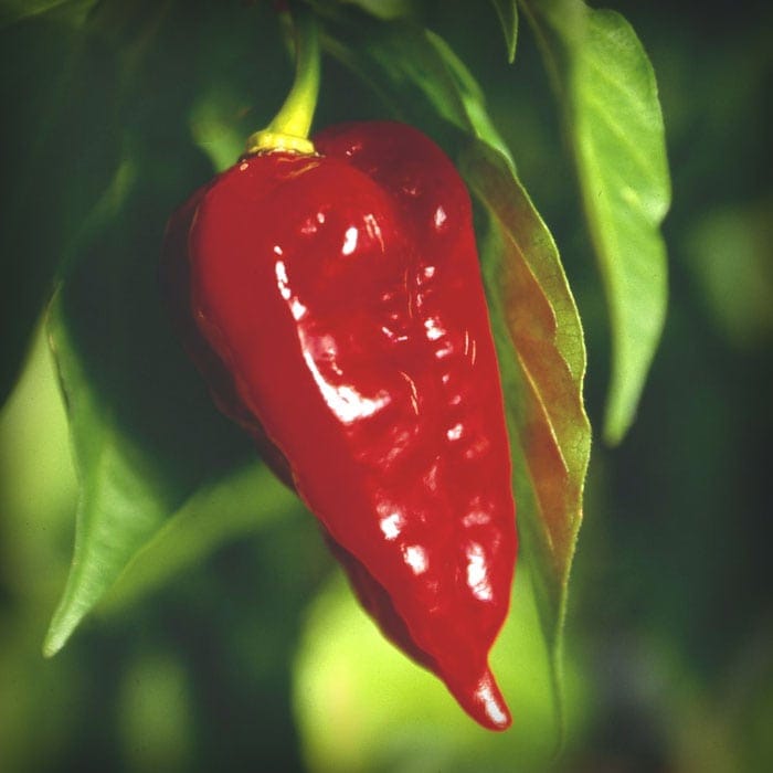 Dorset Naga Seeds