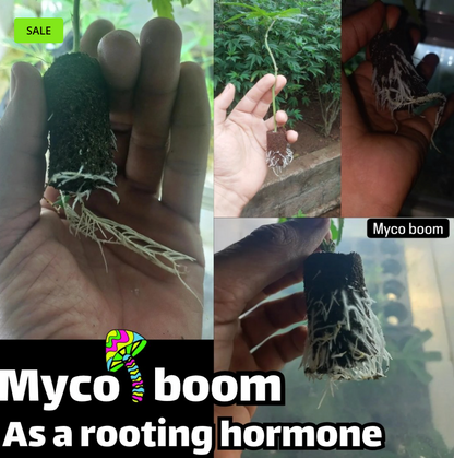 Myco-Boom [Mycorrhizae]