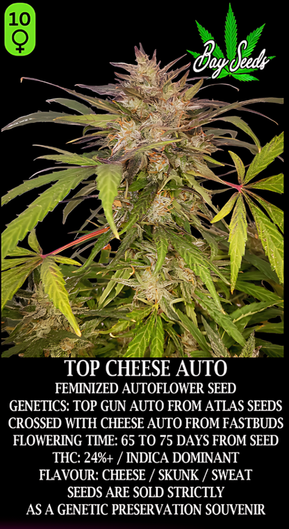 Top Cheese Autofem