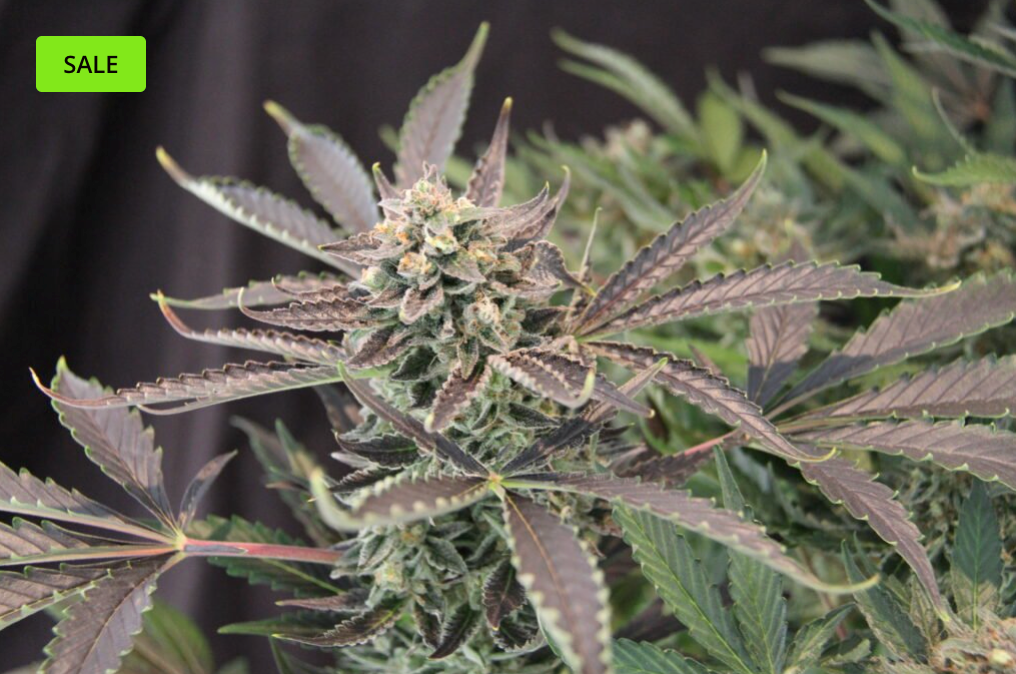 Gorilla Cookies