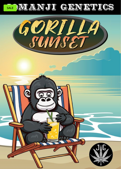 Gorilla Sunset