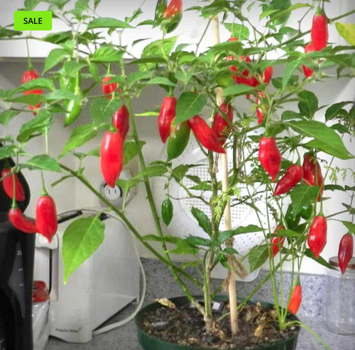 Paper Lantern Pepper