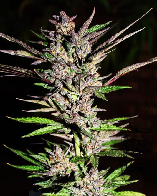 10TH Polar (Photoperiod feminised) *NEW* - 5 Seeds