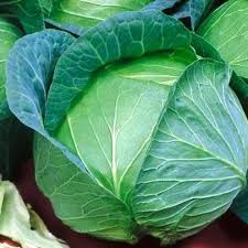 Cabbage Drumhead (200 Seeds)