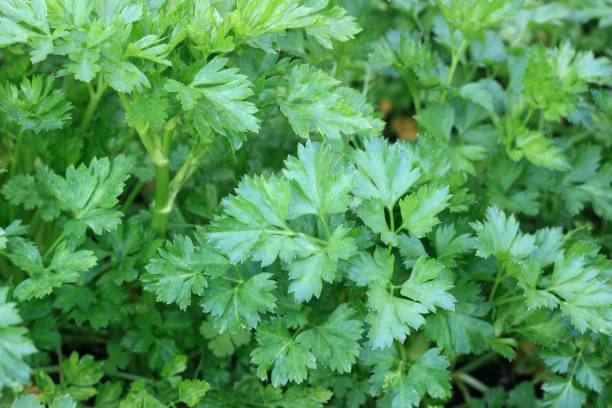Parsley Flat Leaf (200 Seeds)