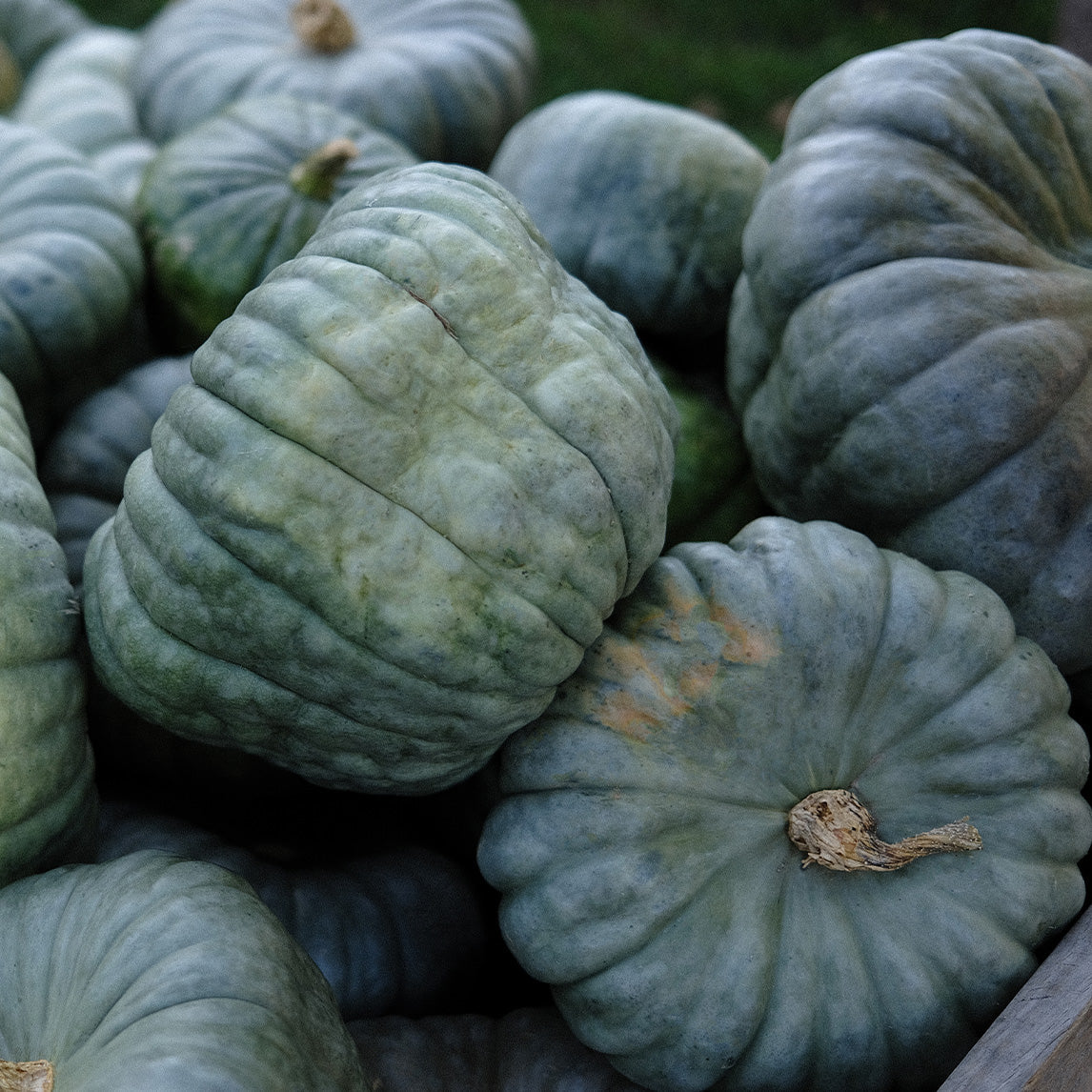 Pumpkin Queensland (10 Seeds)